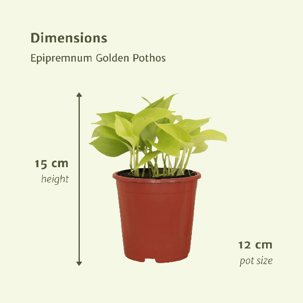 Efeutute - Epipremnum Golden Pothos Scindapsus - Zimmerpflanze - Ø12cm - ↕15cm - 4 Stück