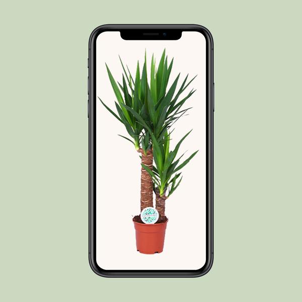Palmlilie - Yucca - Zimmerpflanze - Ø17cm - ↕80cm