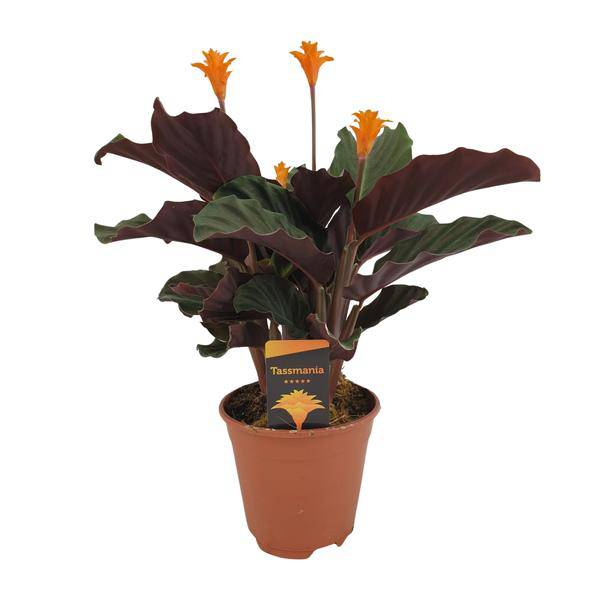 Safran-Korbmarante - Calathea Crocata - Zimmerpflanze - Ø14cm - ↕40cm