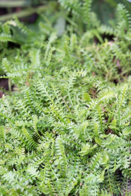 Fiederpolster Leptinella squalida – ↕10-25cm – Ø9cm – 6 Pflanzen – Immergrüner Bodendecker, Farnartige Blätter, Schattentauglich, Pflegeleicht