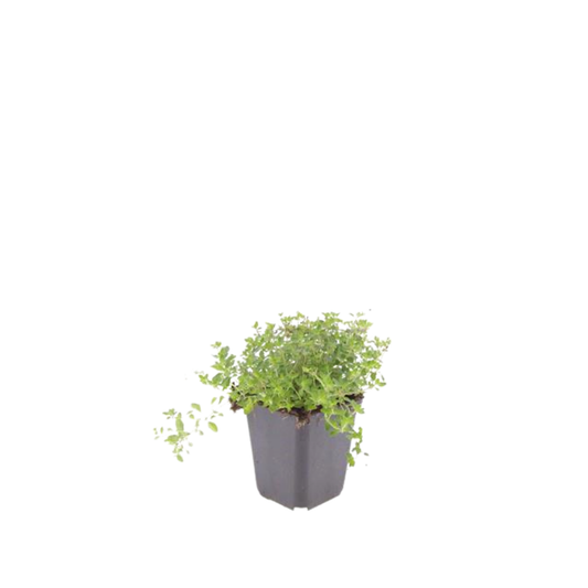 Thymus serpyllum Pflanzenset – 6 kräftige Sand-Thymian Pflanzen Ø9cm – Duftender Bodendecker für sonnige Standorte – Winterharte Kriechpflanze für Garten Wege Steinfugen Terrasse Bienenfreundlich