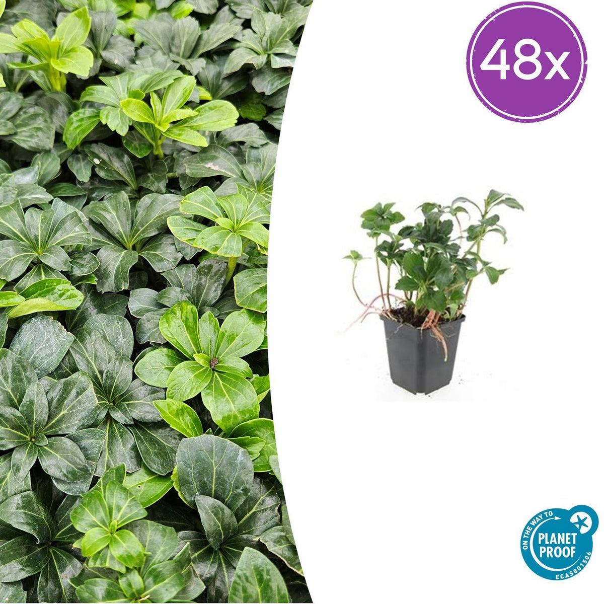 Schattengrün Pachysandra terminalis 'Green Sheen' – 48 Pflanzen – ↕10-25 cm – Ø9 cm – Immergrüner Bodendecker – Winterhart & pflegeleicht – Schattengarten