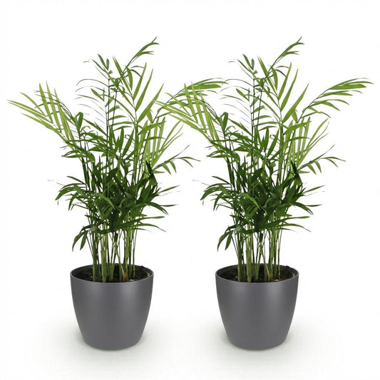 Green boutiQ - Zimmerpflanze - Chamaedorea elegans - Goldpalme - Haustierfreundliche Pflanze - Grün - 2 Pflanzen - mit Potter Grau - Topf 12cm - Höhe 15cm