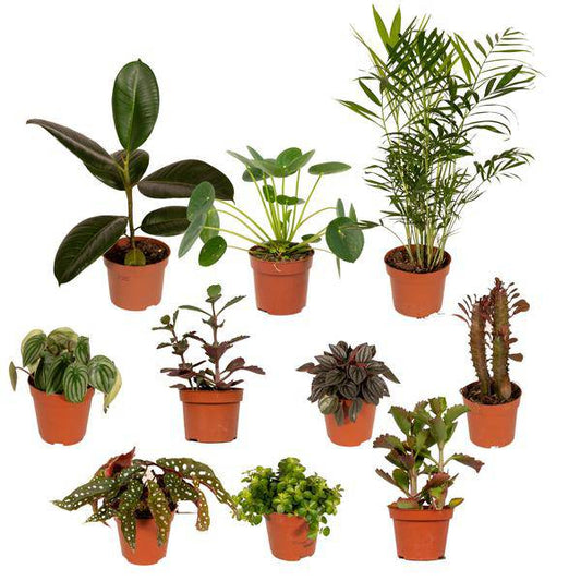 Außenseiterbox – 10er Set einzigartige Zimmerpflanzen Ø12cm – bunte & außergewöhnliche Blattvielfalt – pflegeleicht – für drinnen & draußen