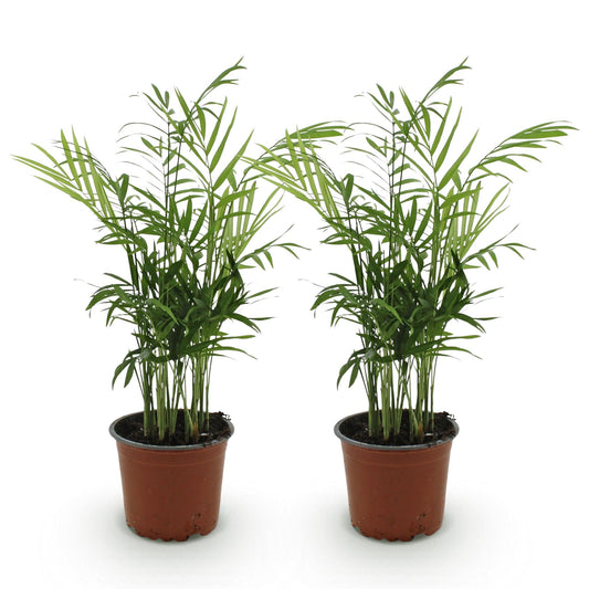 Green boutiQ - Zimmerpflanze - Chamaedorea elegans - Goldpalme - Haustierfreundlich - Grün - 2 Pflanzen - Topf 12cm - Höhe 35-40cm