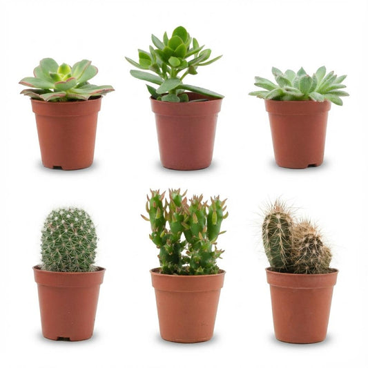Kakteen & Sukkulenten Mix – 6 Pflanzen – Ø5,5cm – Höhe 5–10cm – Echte Mini Kakteen & Sukkulenten – Pflegeleichte Zimmerpflanzen für Deko & Geschenk