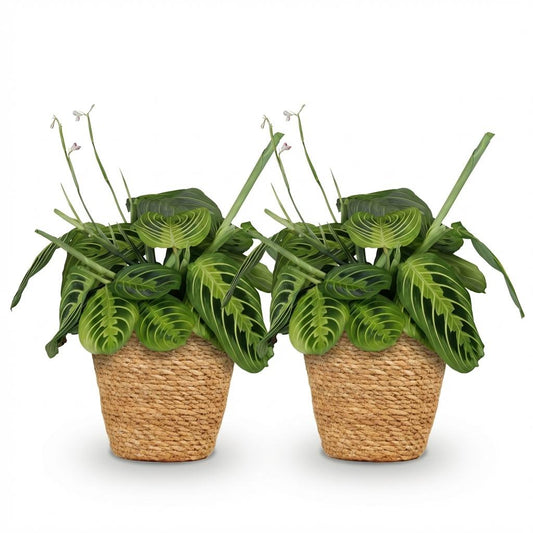 Green boutiQ - Zimmerpflanze - Maranta Fascinator Lemon Lime - Gebetspflanze - Haustierfreundliche Pflanze - Grün - 2 Pflanzen - mit Korb - Topf 12cm - Höhe 25cm