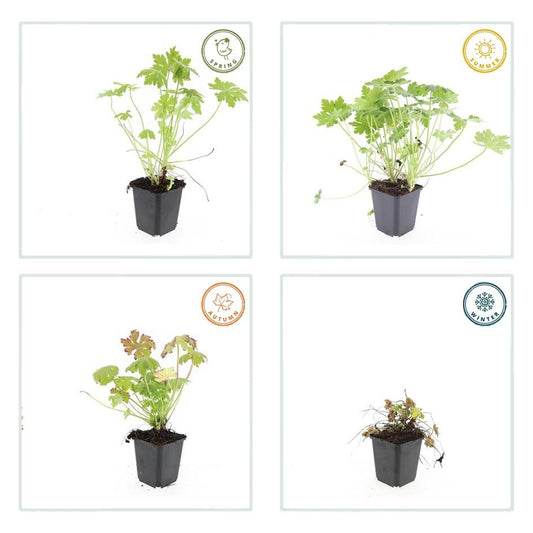 Balkan-Storchschnabel – Geranium macrorrhizum – 6 Pflanzen – Bodendecker – Winterhart – Duftende Blätter – Ø9cm ↕10-25cm