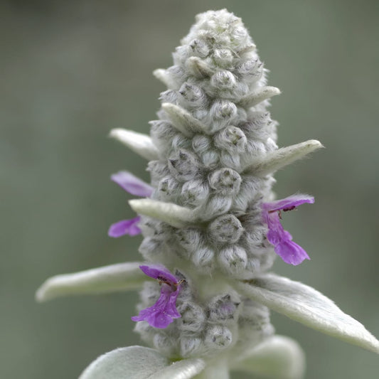 Stachys byzantina – 6 Pflanzen – Ø9cm – Höhe 10-25cm – Winterharte Staude – Silberlaub Bodendecker – Trockenheitsresistent für Beet & Steingarten - Oasis of Life