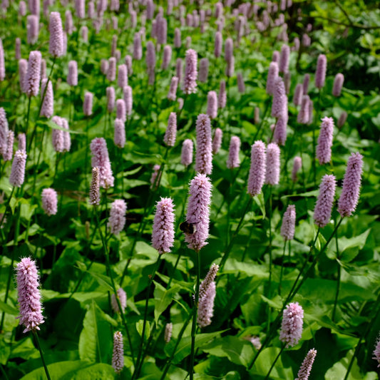 Persicaria affinis Superba Winterharte Staude Ø9cm 6 Stück