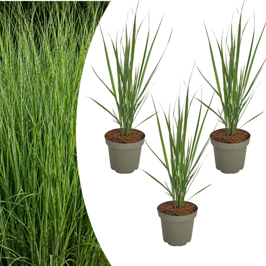 3x Rutenhirse Northwind Panicum virgatum Winterhartes aufrechtes Ziergras im 12cm Topf