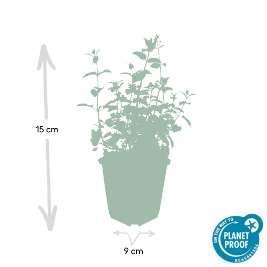 Katzenminze - Nepeta 'Six Hills Giant' - ↕10-25cm - Ø9cm - 6 Pflanzen – Lila-blühende Staude – Bienen & Schmetterlinge – Sonnig & Pflegeleicht