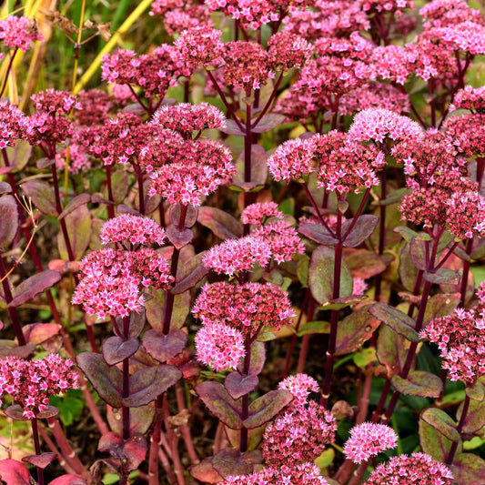 Sedum Matrona – 6 Pflanzen – Ø9cm – Höhe 10-25cm – Winterharte Fetthenne – Dunkelrosa Blüten – Trockenheitsresistent für Beet, Steingarten & Dachbegrünung - Oasis of Life