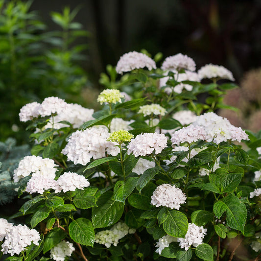 Green boutiQ - Gartenpflanze - Hydrangea Endless Summer The Bride - Hortensie - Winterhart - Weiß - 2 Pflanzen - Topf 14cm - Höhe 20-25cm