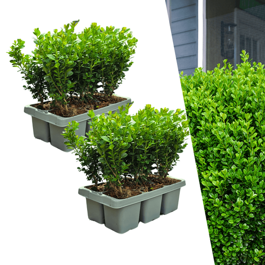 Buchsbaum – Buxus NewGen Freedom – 12 Pflanzen – Ø7 cm Topf – ca. 15 cm hoch – winterhart & pilzresistent – ideal für Hecken & Formschnitt