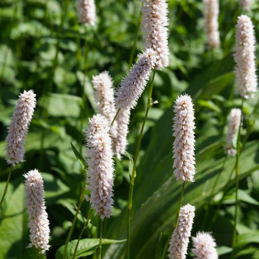 Persicaria bistorta Superba Rosa Blütenstaude für feuchte Beete & Teichrand Ø9cm 6 Stück