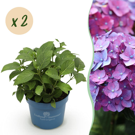 Green boutiQ - Gartenpflanze - Hydrangea Endless Summer Summer Love Purple - Hortensie - Frostbeständig - Lila - 2 Pflanzen - Topf 14 cm - Höhe 20-25 cm