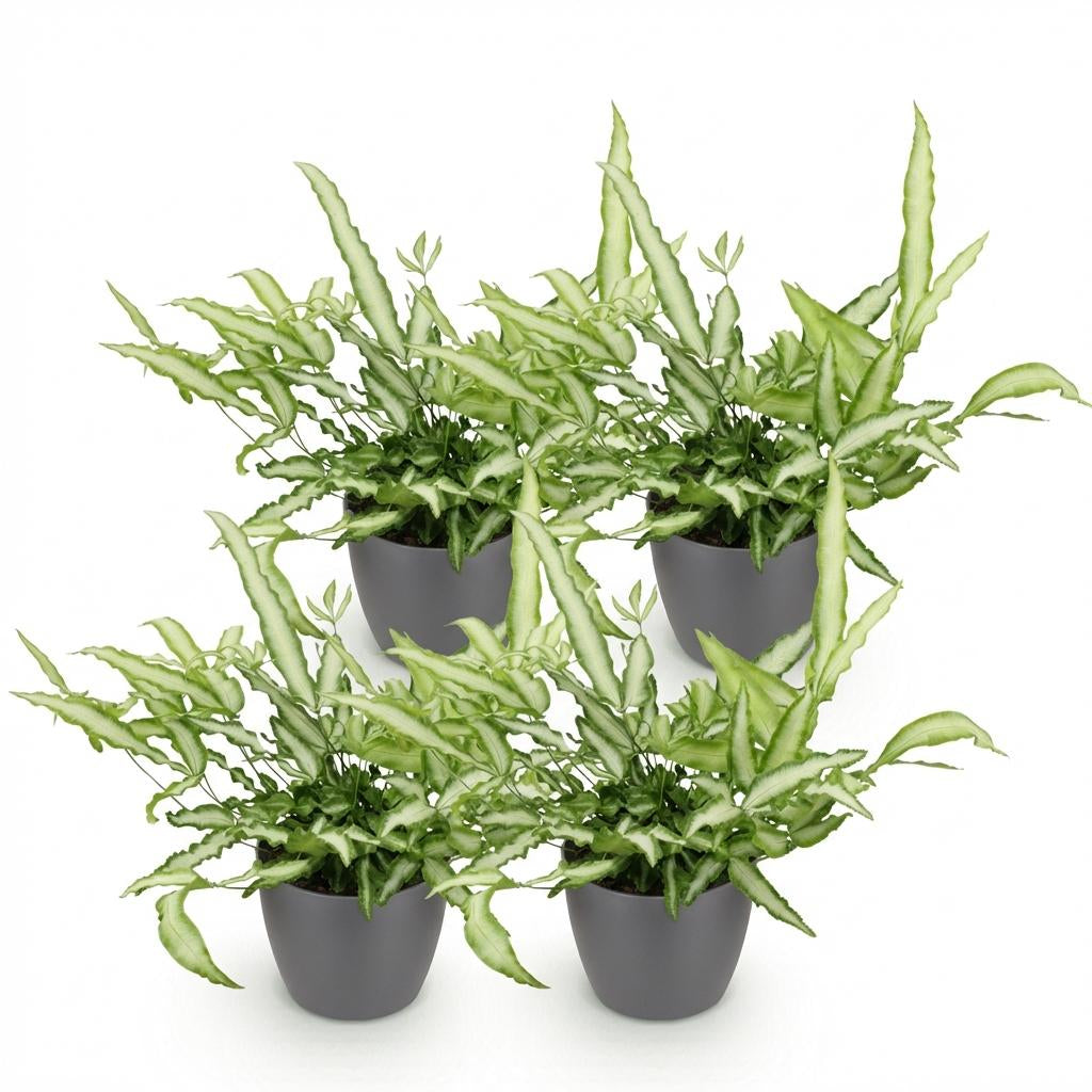 Green boutiQ - Zimmerpflanze - Pteris cretica Albolineata - Schwertfarn - Haustierfreundliche Pflanze - Grün - 4 Pflanzen - mit Potter Grau - Topf 12cm - Höhe 20cm
