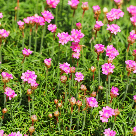 Grasnelke Armeria maritima ‘Splendens’ – 6 Pflanzen – 10-25cm – Ø9cm – Winterharte Staude mit rosa Blüten – Ideal für Steingarten, Beet & sonnige Bordüren - Oasis of Life