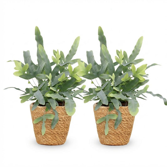 Green boutiQ - Zimmerpflanze - Phlebodium aureum Blue Star - Blaue Farn - Haustierfreundliche Pflanze - Blau - 2 Pflanzen - mit Korb - Topf 12cm - Höhe 25cm