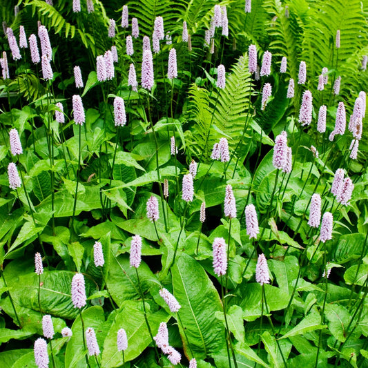 Persicaria bistorta Rosa blühende Staude Ø9cm 6 Stück
