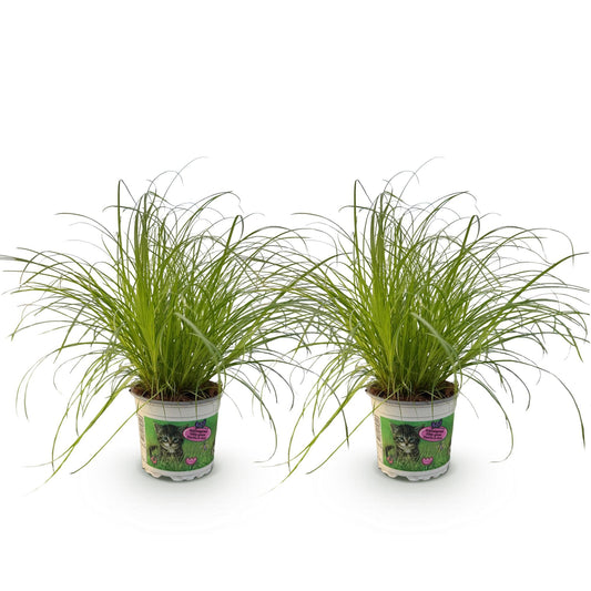 Green boutiQ - Zimmerpflanze - Cyperus alternifolius Zumula - Katzengras - Haustierfreundlich - Grün - 2 Pflanzen - Topf 12cm - Höhe 28-30cm