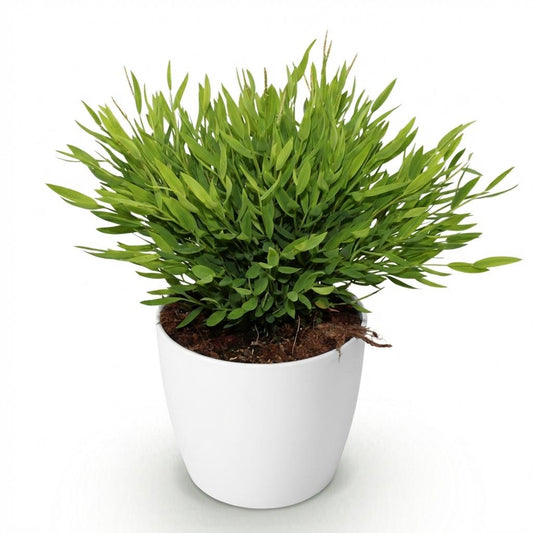 Green boutiQ - Zimmerpflanze - Bamusa Pogonatherum Monica - Bambusgras - Haustierfreundliche Pflanze - Grün - 1 Pflanze - mit Potter Weiß - Topf 12cm - Höhe 20cm