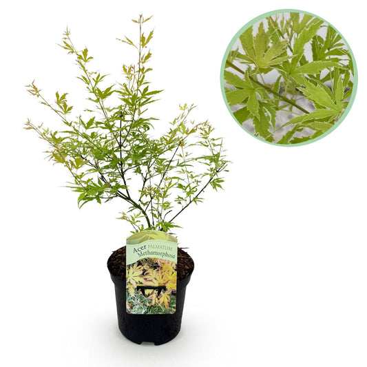 Japanischer Ahorn – Acer palmatum Metamorphosa – 70 cm hoch – im 19 cm Topf – Balkonpflanze & Zierbaum – Grünes Frühlingslaub, rote Herbstfärbung – Ideal für Beet & Kübel