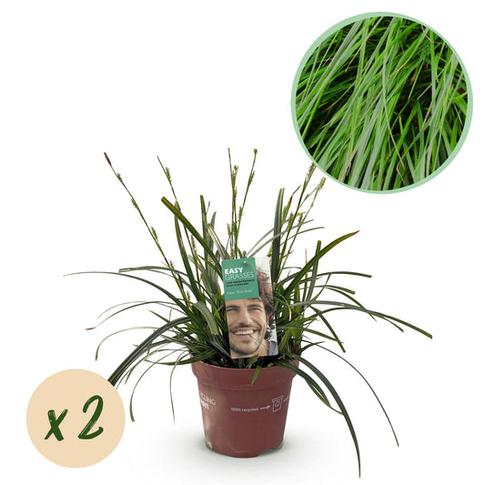Japansegge Carex oshimensis Intense Green – 2 Pflanzen Ø17cm – Immergrün – Pflegeleicht – Lebhaft grüne Blätter – Ziergras Höhe ca. 50cm