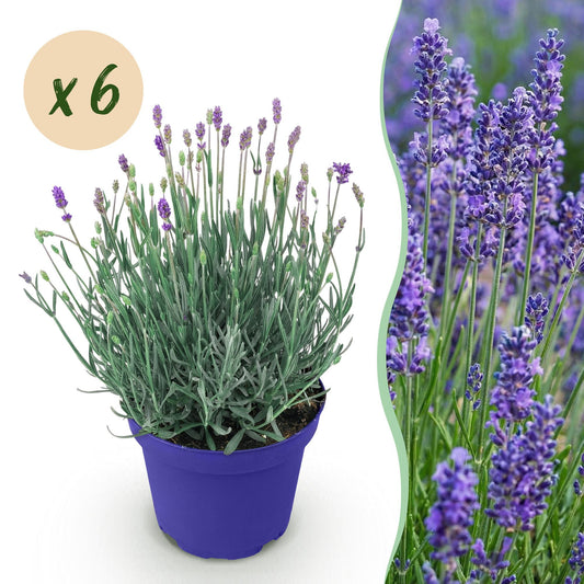 Green boutiQ - Gartenpflanze - Lavandula angustifolia Hidcote - Lavendel - Winterhart - Lila - 6 Pflanzen - Topf 12cm - Höhe 15-25cm