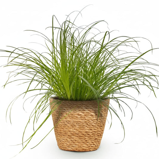 Green boutiQ - Zimmerpflanze - Cyperus alternifolius Zumula - Katzenpflanze - Haustierfreundliche Pflanze - Grün - 1 Pflanze - mit Korb - Topf 12cm - Höhe 20cm