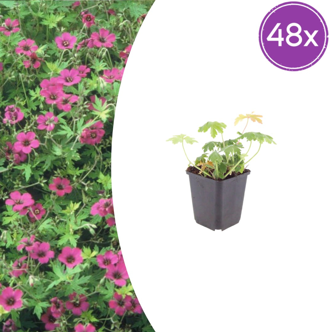 Geranium macrorrhizum Bevan's Variety Winterharte Bodendecker Staude Ø9cm 48 Stück
