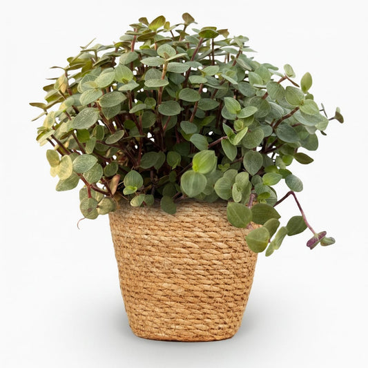 Green boutiQ - Zimmerpflanze - Calissia repens - Katzengras - Haustierfreundlich - Grün - 1 Pflanze - mit Korb - Topf 12cm - Höhe 17-20cm