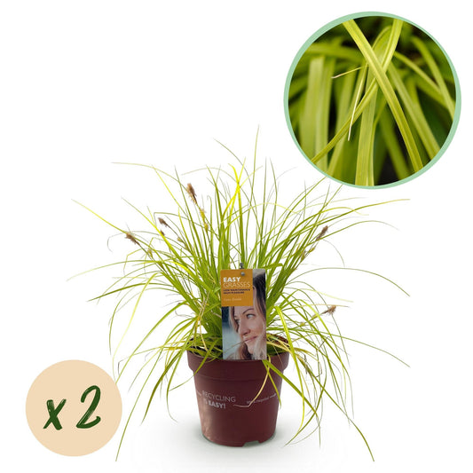 Japansegge Carex oshimensis Everillo – 2 Pflanzen Ø17cm – Immergrün – Pflegeleicht – Leuchtend gelbe Blätter – Ziergras Höhe ca. 50cm