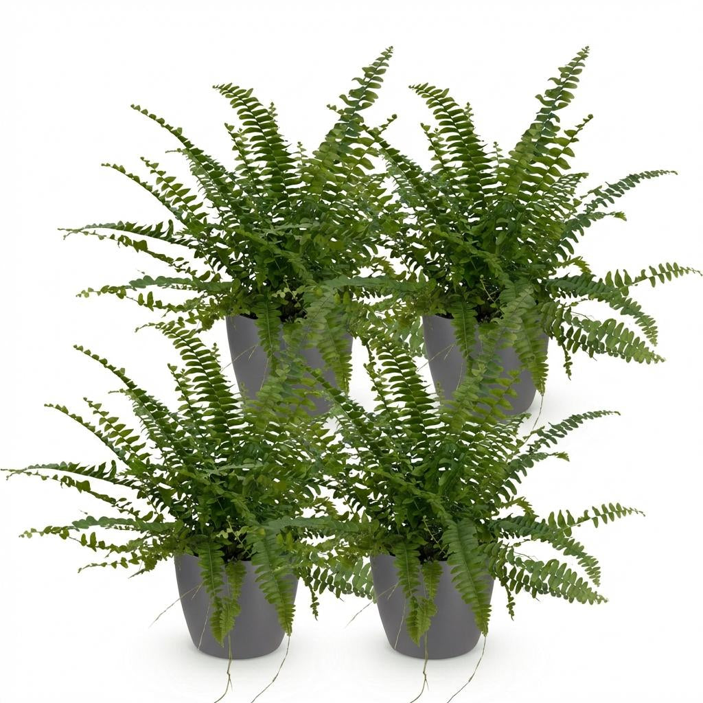 Green boutiQ - Zimmerpflanze - Nephrolepsis exaltata Green Lady - Farn - Haustierfreundliche Pflanze - Grün - 4 Pflanzen - mit Potter Grau - Topf 12cm - Höhe 25cm