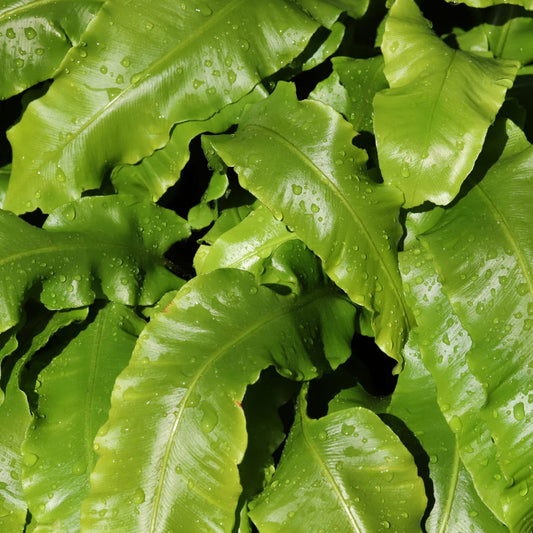 Hirschzungenfarn Asplenium scolopendrium – 6 Pflanzen – Immergrüner Farn für Schatten & Halbschatten – Strukturpflanze für Garten & Beet – 10-25cm – Ø9cm – Winterhart - Oasis of Life