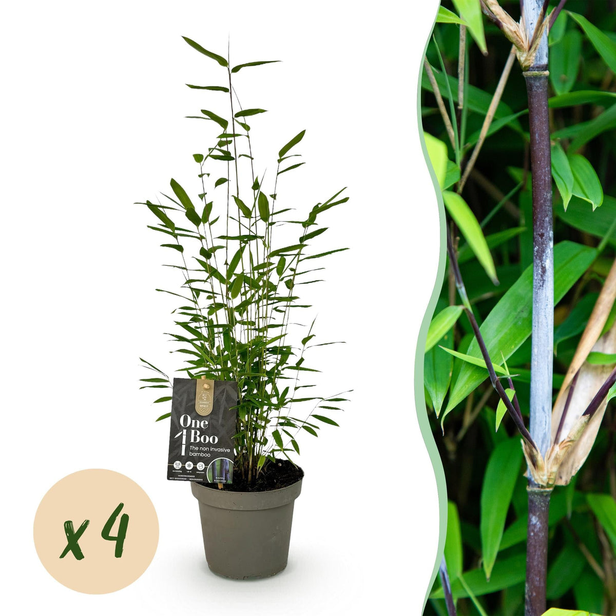 GreenboutiQ - Bambus - Fargesia Black Dragon - Grün - 4 Pflanzen - Immergrün - Wuchernicht - Topf 14cm Höhe 35cm