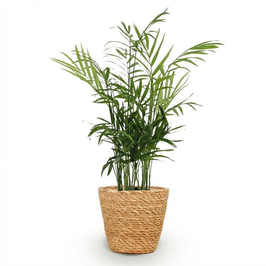 Green boutiQ - Zimmerpflanze - Chamaedorea elegans - Goldpalme - Haustierfreundliche Pflanze - Grün - 1 Pflanze - mit Korb - Topf 12cm - Höhe 15cm