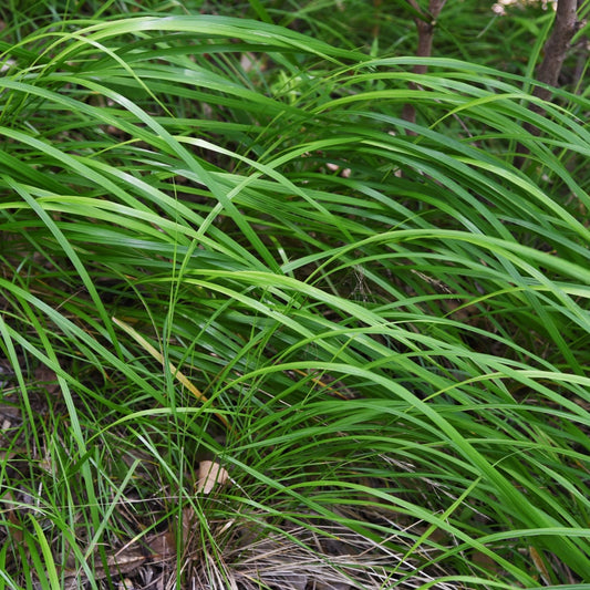 Japan-Segge Carex morrowii – 6 Pflanzen – Immergrünes Ziergras – 10-25cm – Ø9cm – Schattengeeignet für Beet & Bodendecker - Oasis of Life