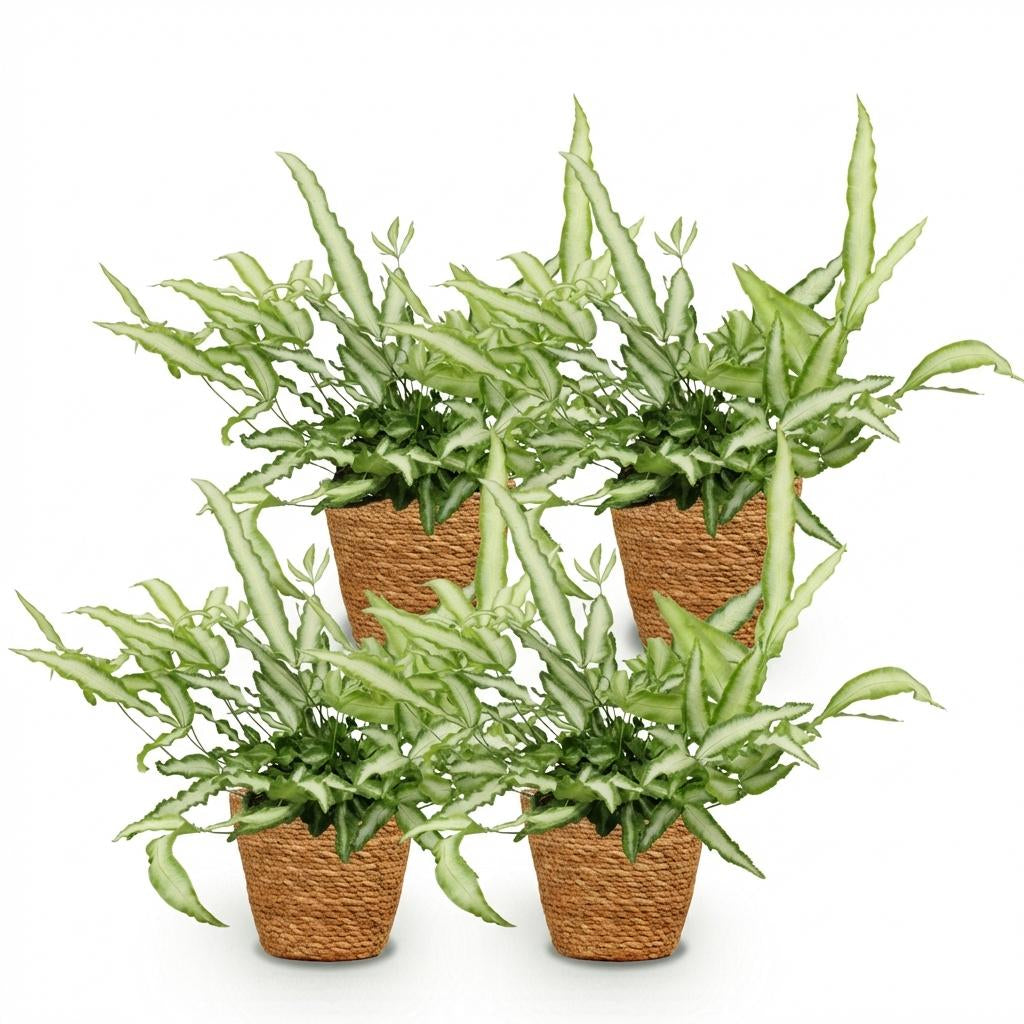Green boutiQ - Zimmerpflanze - Pteris cretica Albolineata - Schwertfarn - Haustierfreundliche Pflanze - Grün - 4 Pflanzen - mit Korb - Topf 12cm - Höhe 20cm