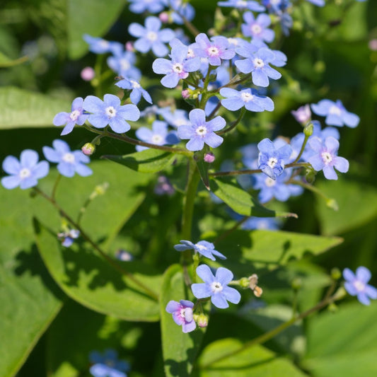 Kaukasisches Vergissmeinnicht Brunnera macrophylla – 6 Pflanzen – 10-25cm – Ø9cm – Winterharte Schattenstaude mit blauen Blüten – Bodendecker für Garten & Gehölzrand - Oasis of Life