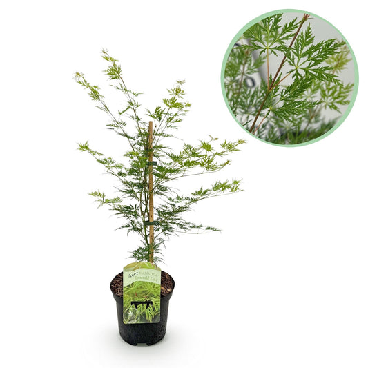 Japanischer Ahorn – Acer palmatum 'Emerald Lace' – Balkonpflanze – ca. 70 cm hoch – Topf Ø19 cm – feingeschnittenes grünes Laub, herbstliche Gold- & Rottöne – kompakt & pflegeleicht