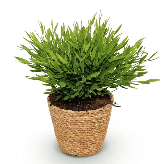 Green boutiQ - Zimmerpflanze - Bamusa Pogonatherum Monica - Bambusgras - Haustierfreundliche Pflanze - Grün - 1 Pflanze - mit Korb - Topf 12cm - Höhe 20cm