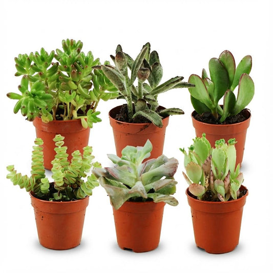 Mini Sukkulenten Mix – 6 Pflanzen – Ø5,5cm – Höhe 5–10cm – Pflegeleichte Zimmerpflanzen – Kleine Sukkulenten für Schalen Fensterbank & Wohnraum