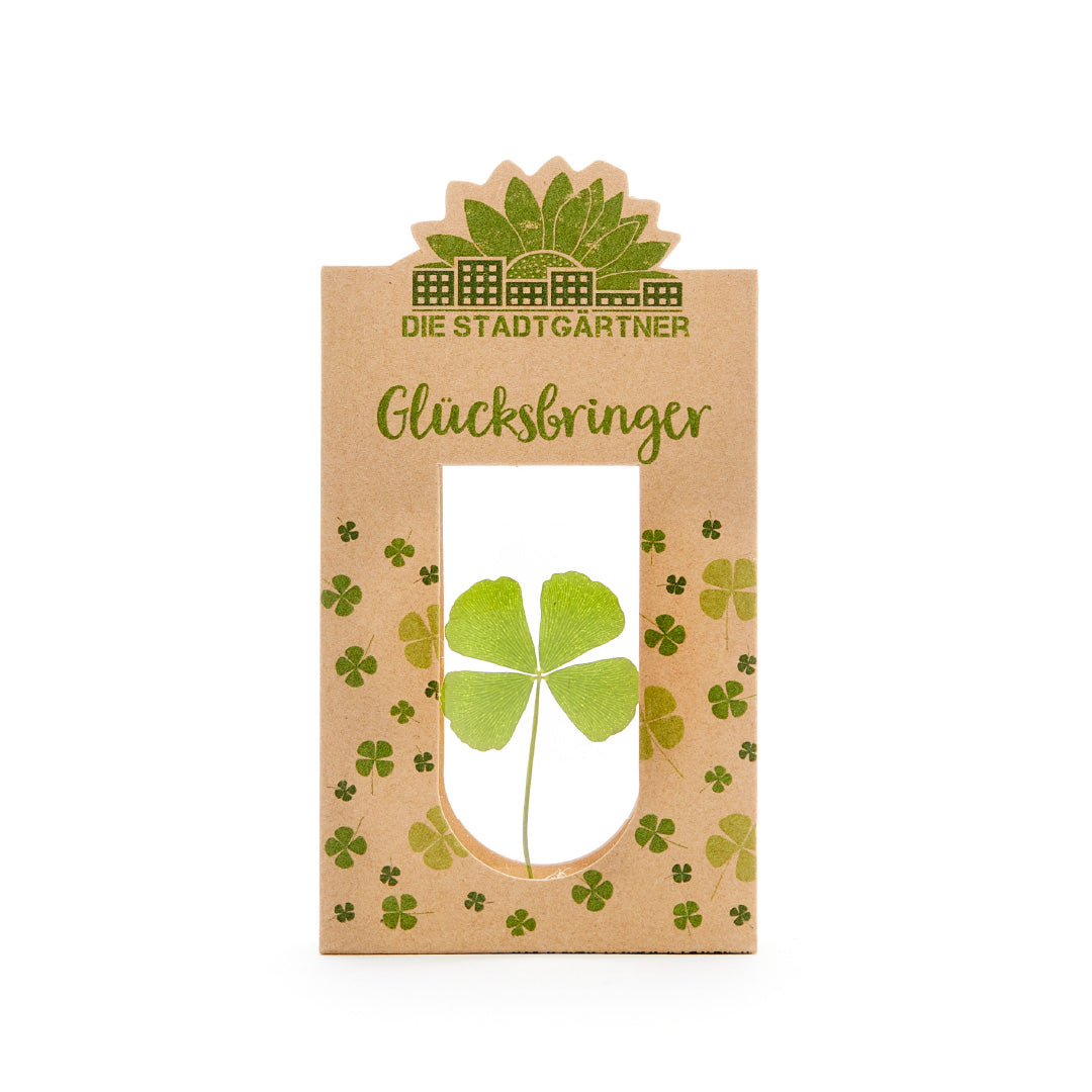 Glücksbringer – Echtes Kleeblatt 