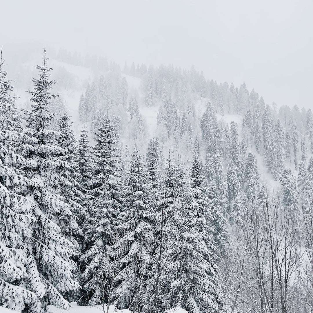 Duftkerze Snow Whisper – Winterduft Kerze aus Sojawachs – 170ml – Warm & klar mit Guajakholz Feige Kokos & Birke – Aromakerze im Glas