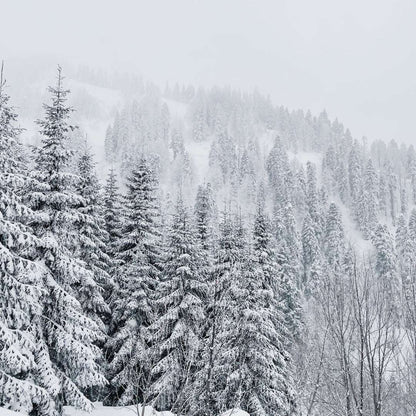 Duftkerze Snow Whisper – Winterduft Kerze aus Sojawachs – 170ml – Warm & klar mit Guajakholz Feige Kokos & Birke – Aromakerze im Glas