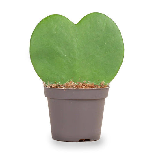 Hoya Kerrii - Heartplant - ↑ 10 Cm - ⌀ 6 Cm 