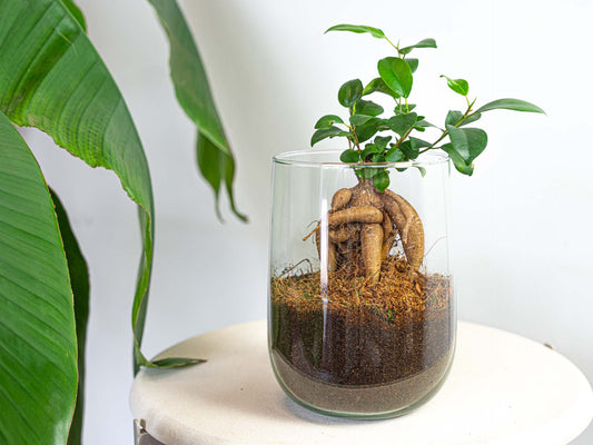 Vase Martin - Diy Kit - ↑ 17 Cm 