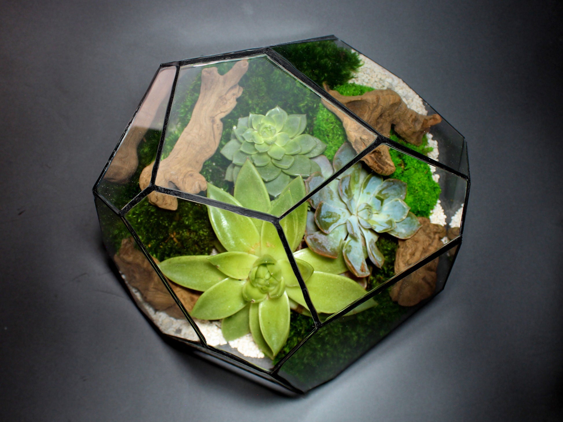 Geometric Terrarium - Torno - Vivarium - ↑ 28 X 26 X 24 Cm (Lxwxh) - Glass 